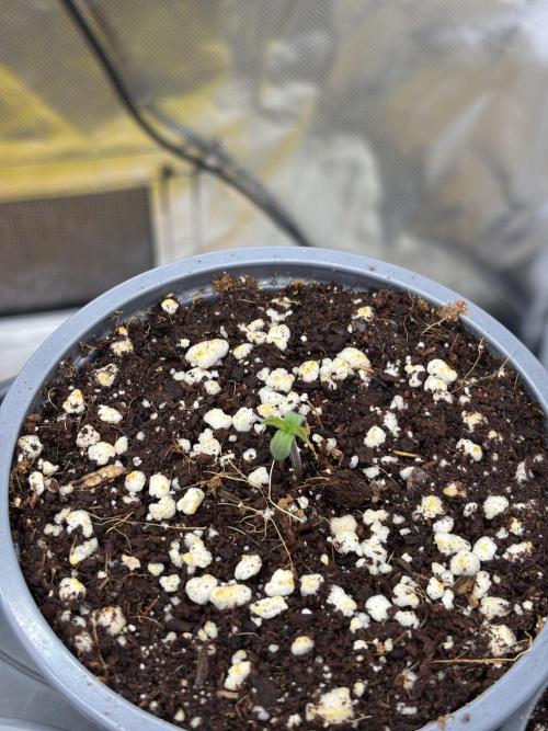 Grizzly Glue. Week 0