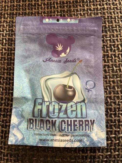 Frozen Black Cherry. Week 0