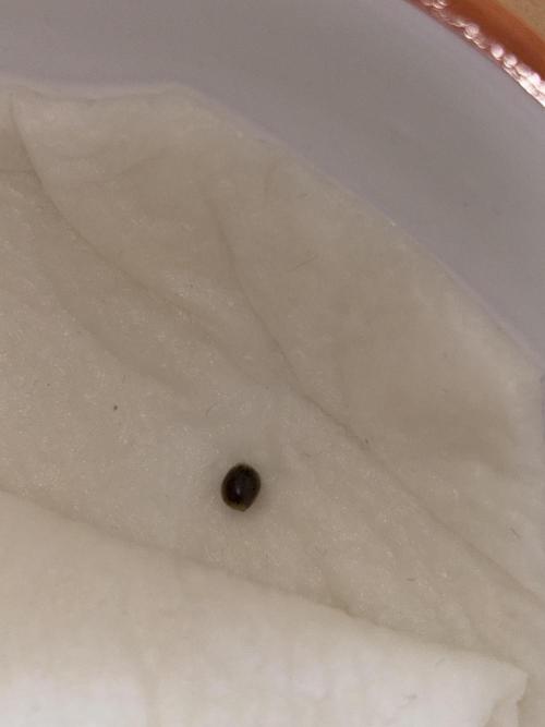 Frozen Black Cherry. Week 0