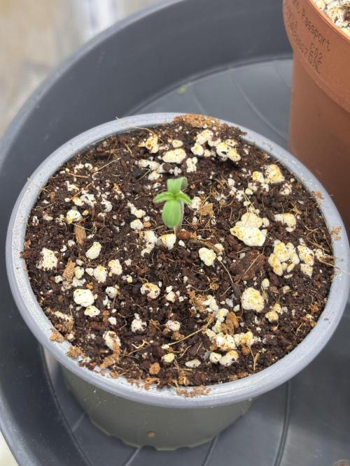 Frozen Black Cherry. Week 0