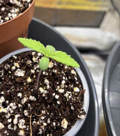 Frozen Black Cherry. Week 1