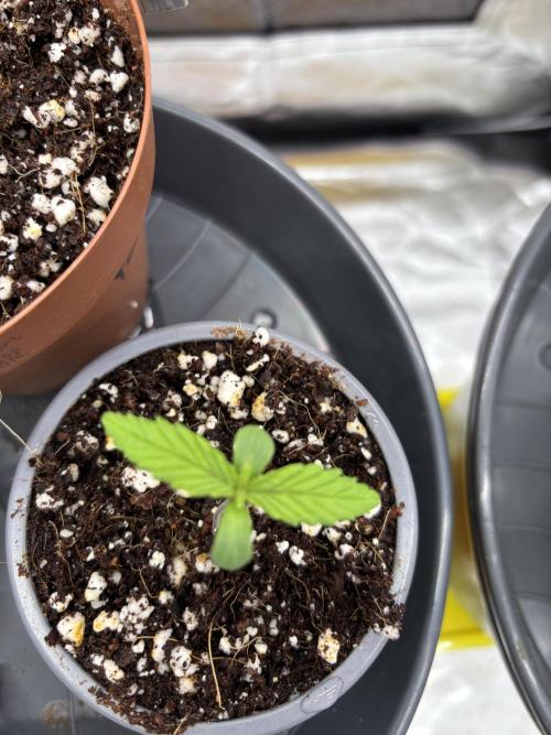 Frozen Black Cherry. Week 1