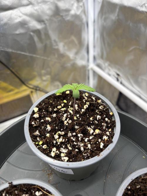 Grizzly Glue. Week 1