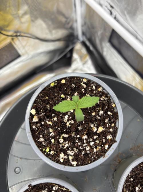 Grizzly Glue. Week 1