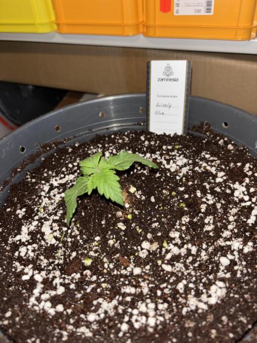 Grizzly Glue. Week 2