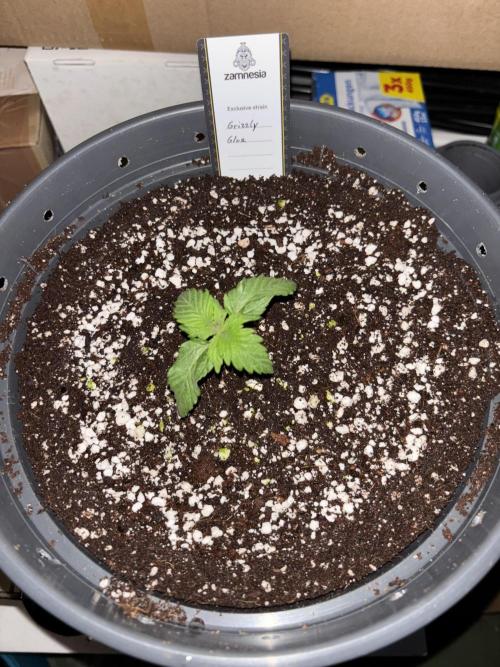 Grizzly Glue. Week 2