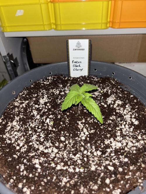 Frozen Black Cherry. Week 2