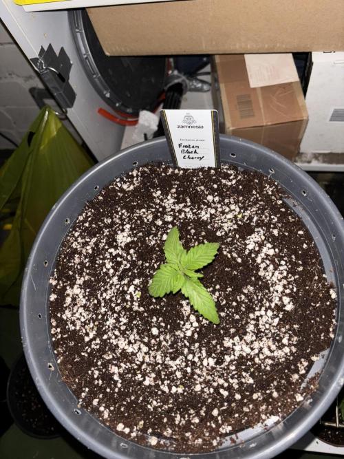 Frozen Black Cherry. Week 2