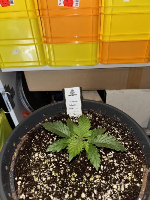 Grizzly Glue. Week 3