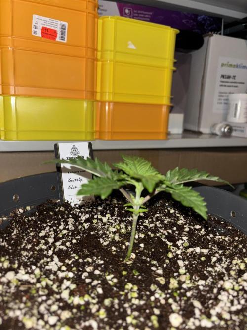 Grizzly Glue. Week 3