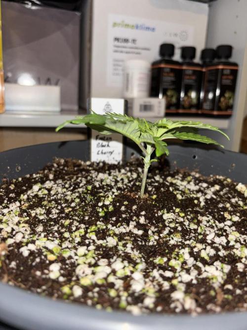 Frozen Black Cherry. Week 3