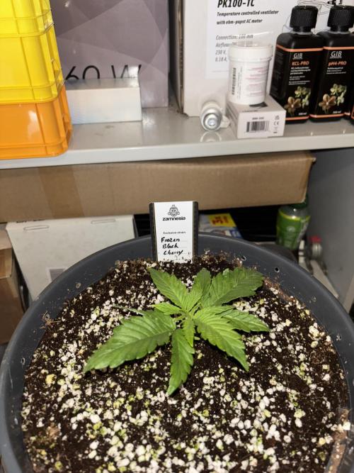 Frozen Black Cherry. Week 3