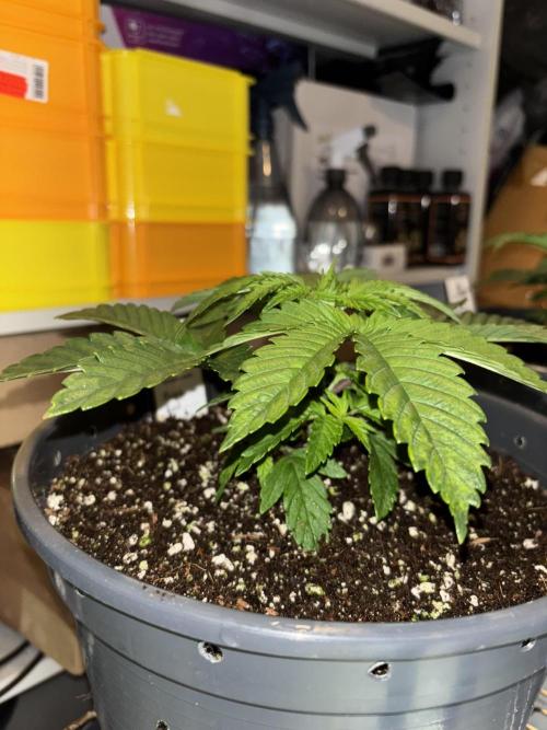 Grizzly Glue. Week 4