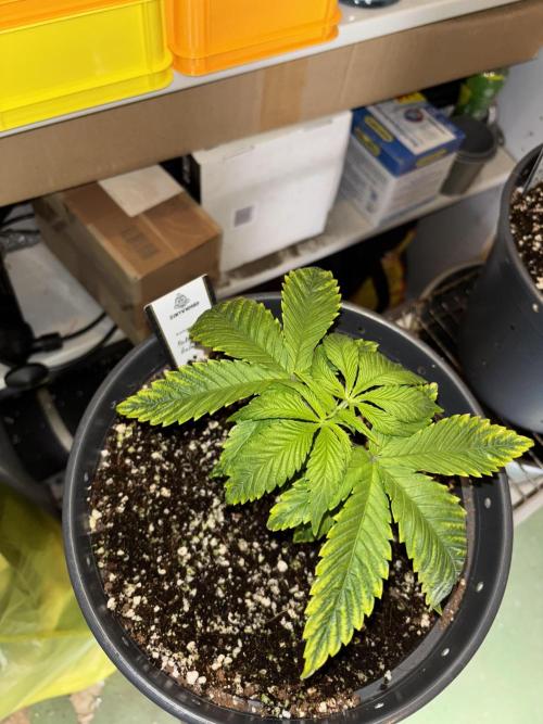 Polar Gelato. Week 4