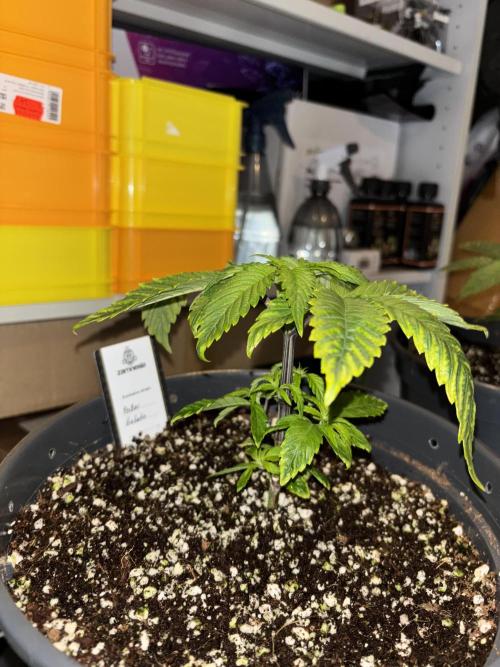 Polar Gelato. Week 4