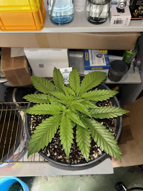 Frozen Black Cherry. Week 4