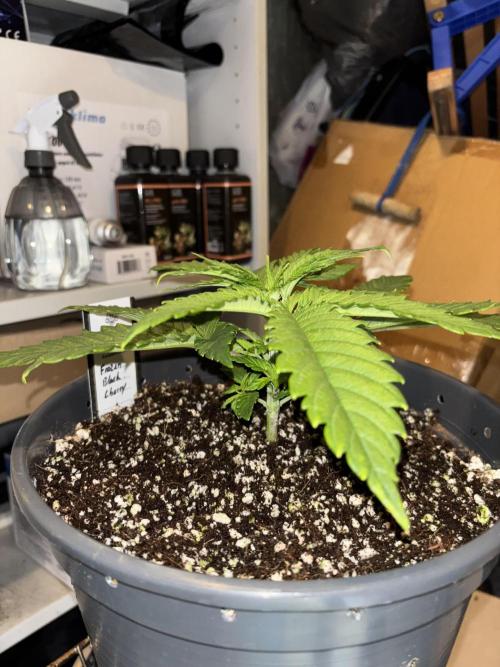 Frozen Black Cherry. Week 4