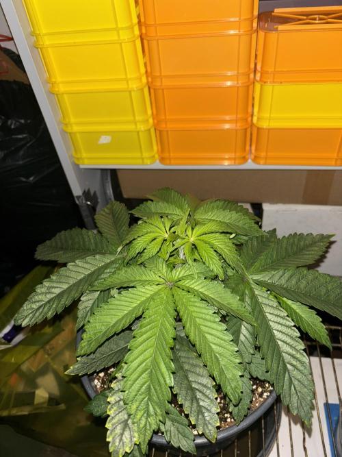 Polar Gelato. Week 5