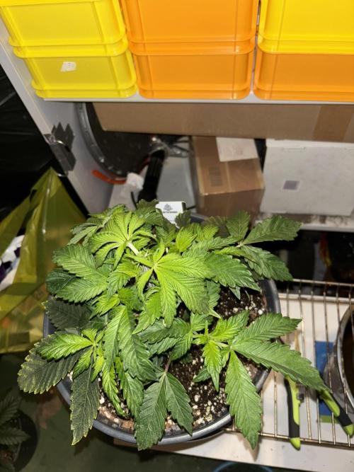 Polar Gelato. Week 5