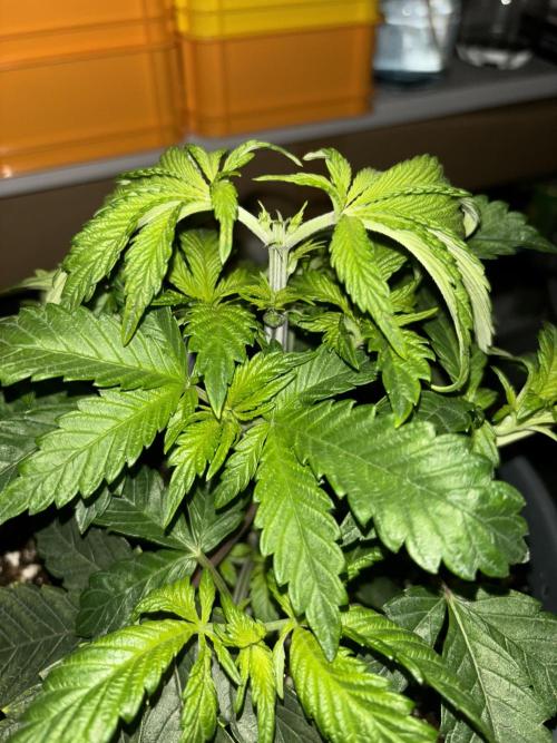 Polar Gelato. Week 5