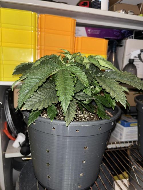 Grizzly Glue. Week 5