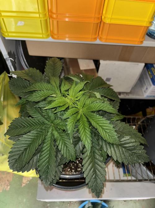 Grizzly Glue. Week 5