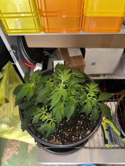 Grizzly Glue. Week 5