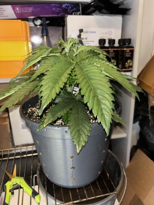 Frozen Black Cherry. Week 5