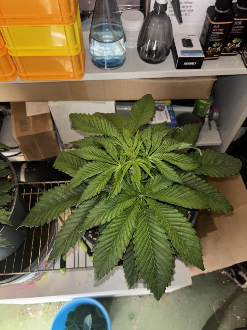 Frozen Black Cherry. Week 5