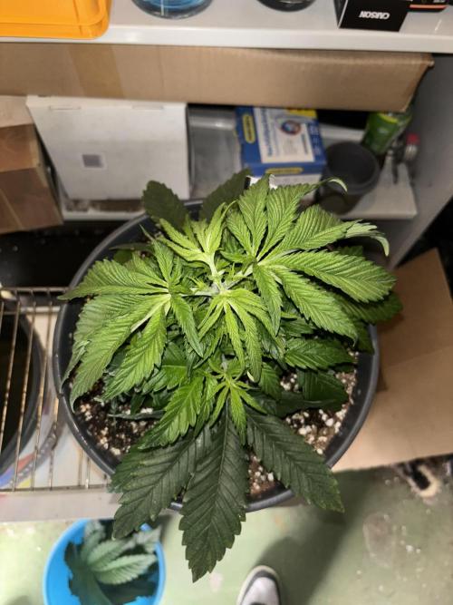 Frozen Black Cherry. Week 5