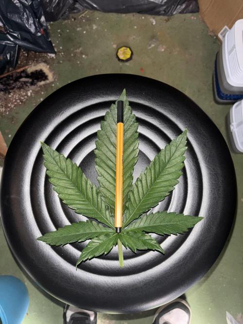 Frozen Black Cherry. Week 5