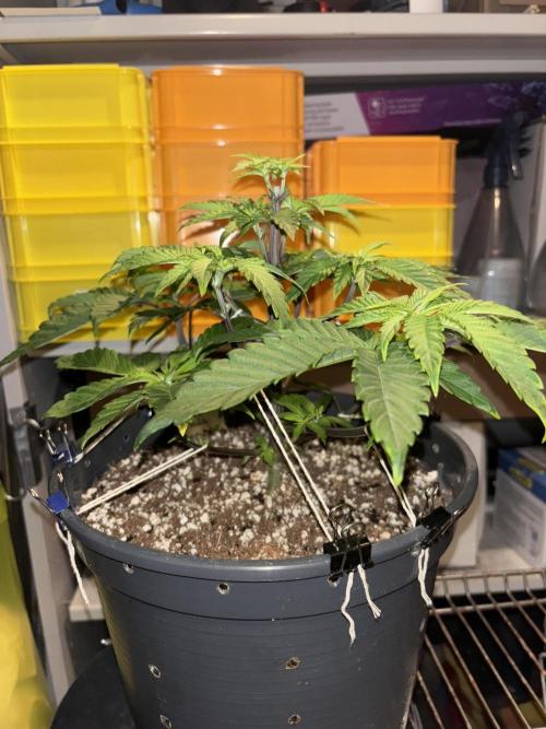 Polar Gelato. Week 6