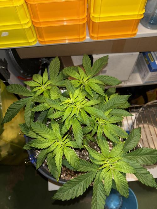 Polar Gelato. Week 6