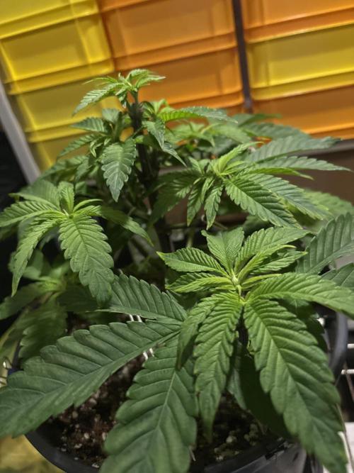 Polar Gelato. Week 6