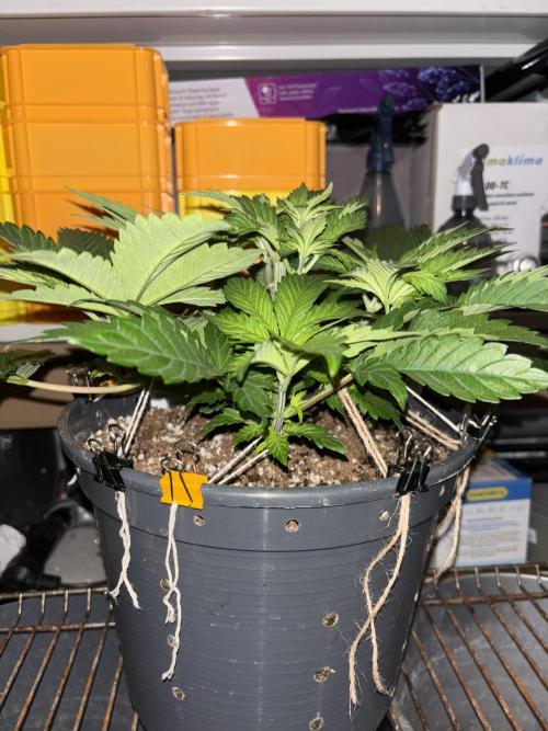 Grizzly Glue. Week 6