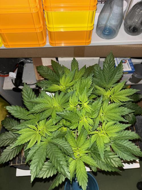 Grizzly Glue. Week 6