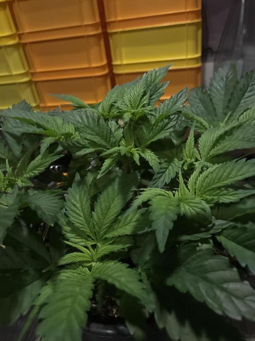 Grizzly Glue. Week 6