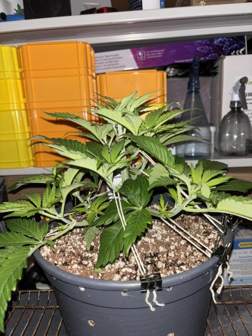 Frozen Black Cherry. Week 6