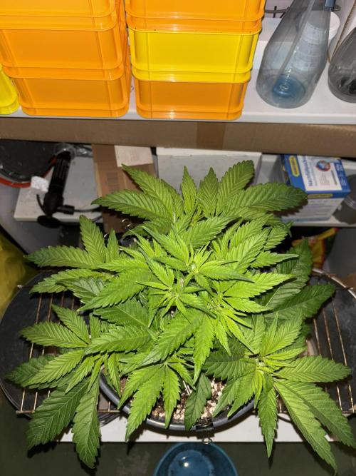 Frozen Black Cherry. Week 6