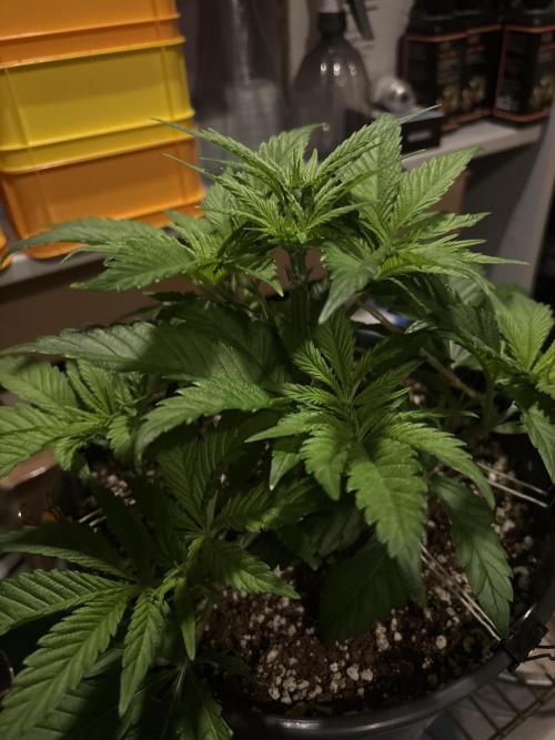 Frozen Black Cherry. Week 6