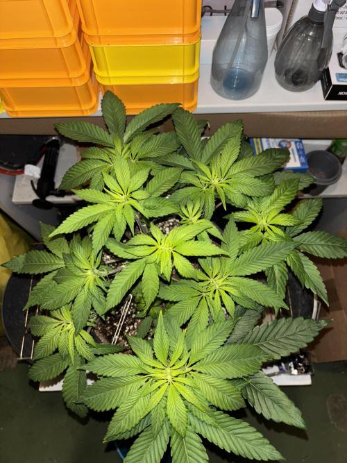 Polar Gelato. Week 7