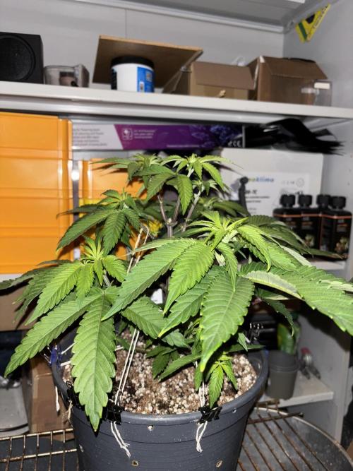 Polar Gelato. Week 7