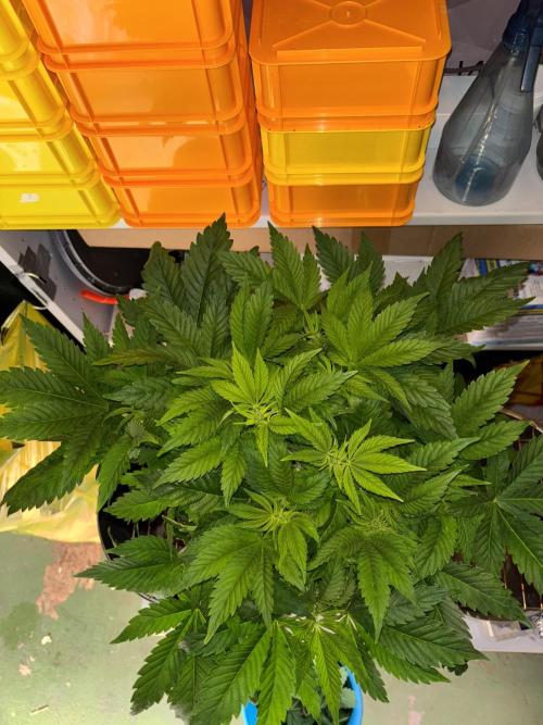 Grizzly Glue. Week 7