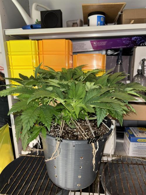 Grizzly Glue. Week 7