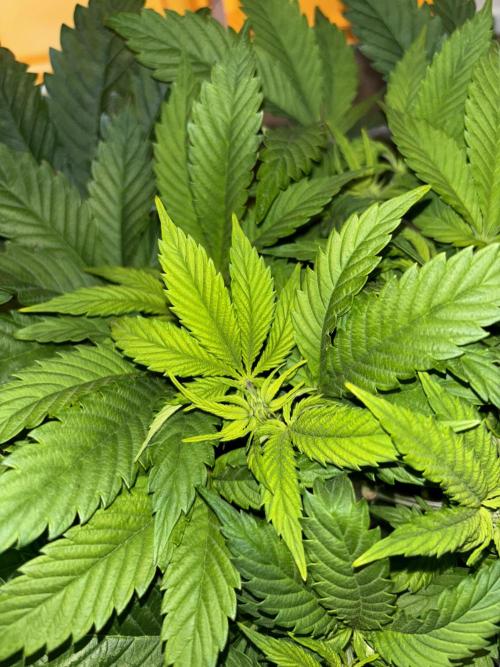 Grizzly Glue. Week 7