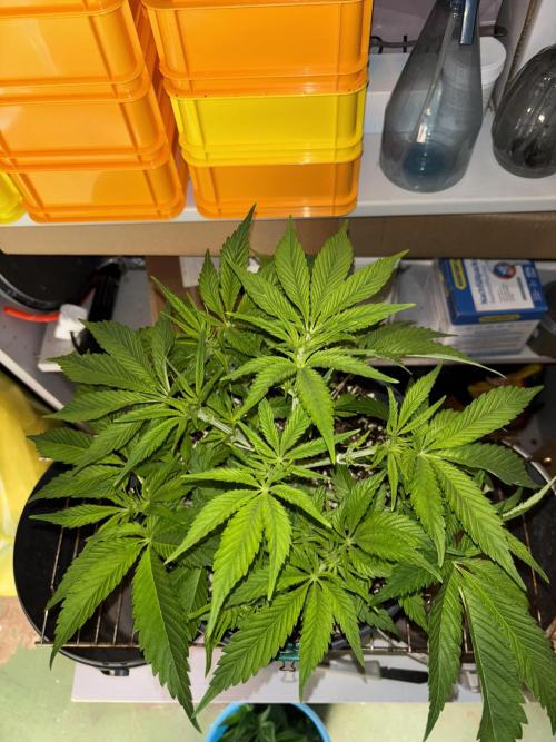 Frozen Black Cherry. Week 7