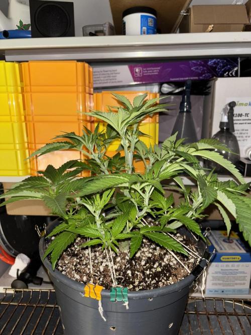 Frozen Black Cherry. Week 7