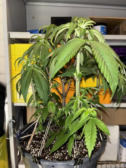 Polar Gelato. Week 8