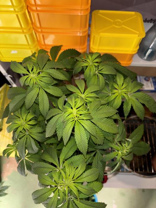 Polar Gelato. Week 8