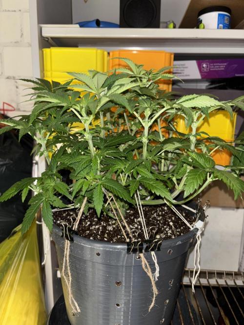 Grizzly Glue. Week 8